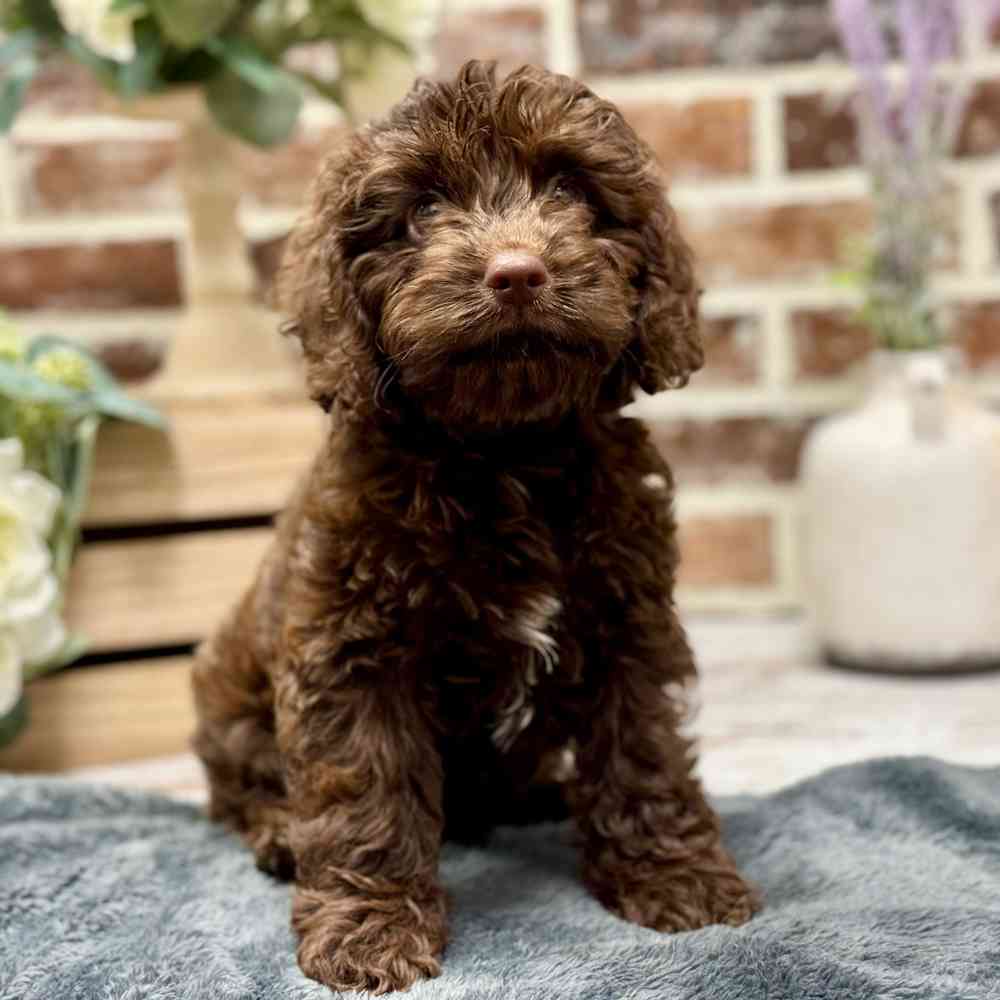 Male Cockapoo puppy for sale at Shake A Paw Union.