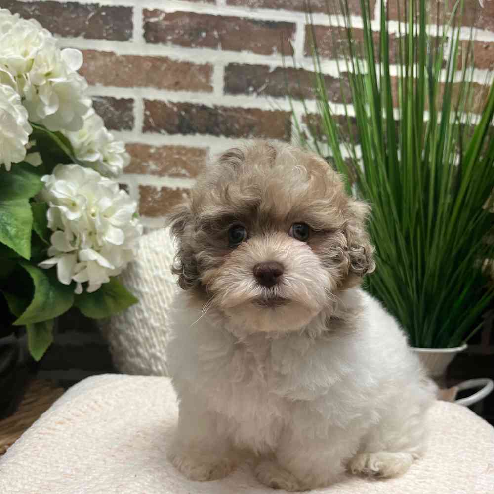 Female Havanese / Poodle puppy for sale at Shake A Paw Green Brook.