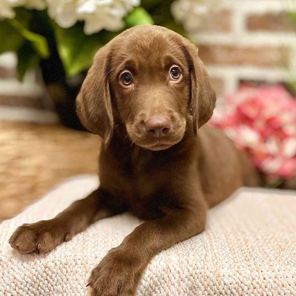 Male Labrador Retriever puppy for sale at Shake A Paw Green Brook.
