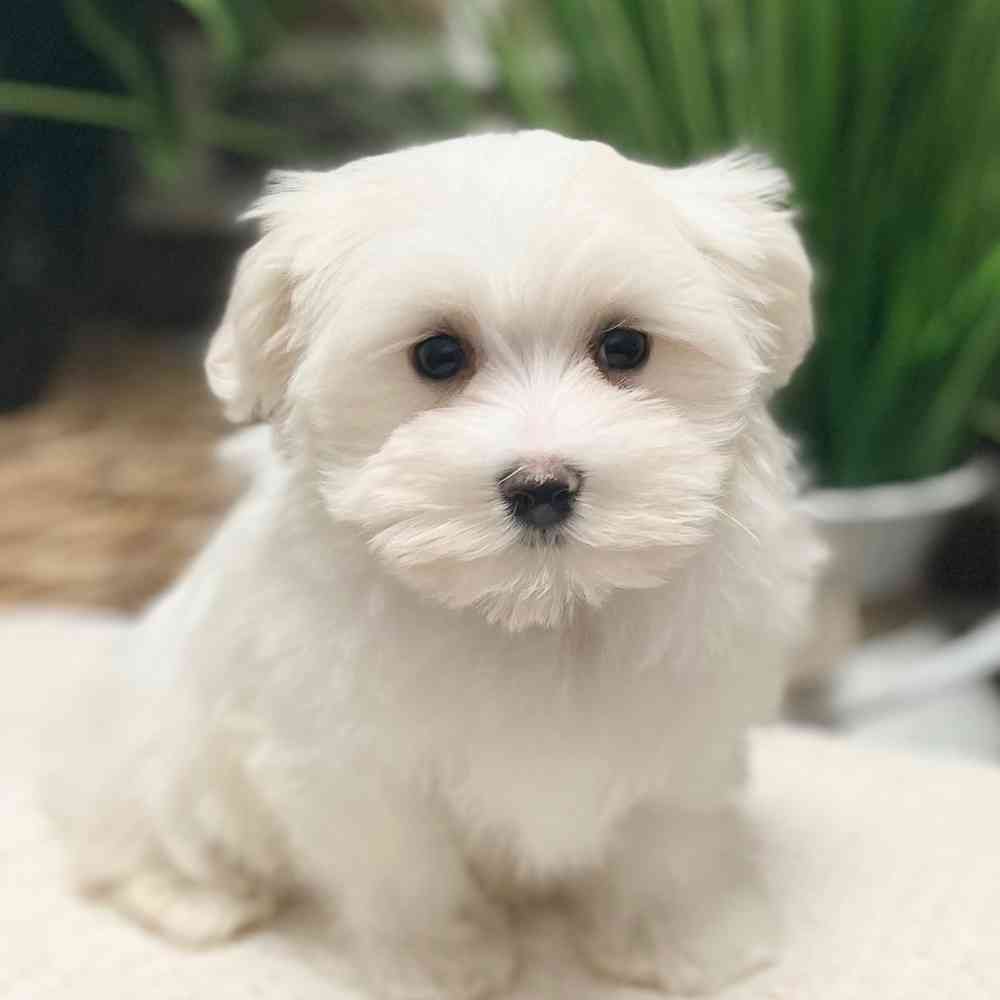 Male Maltese puppy for sale at Shake A Paw Green Brook.
