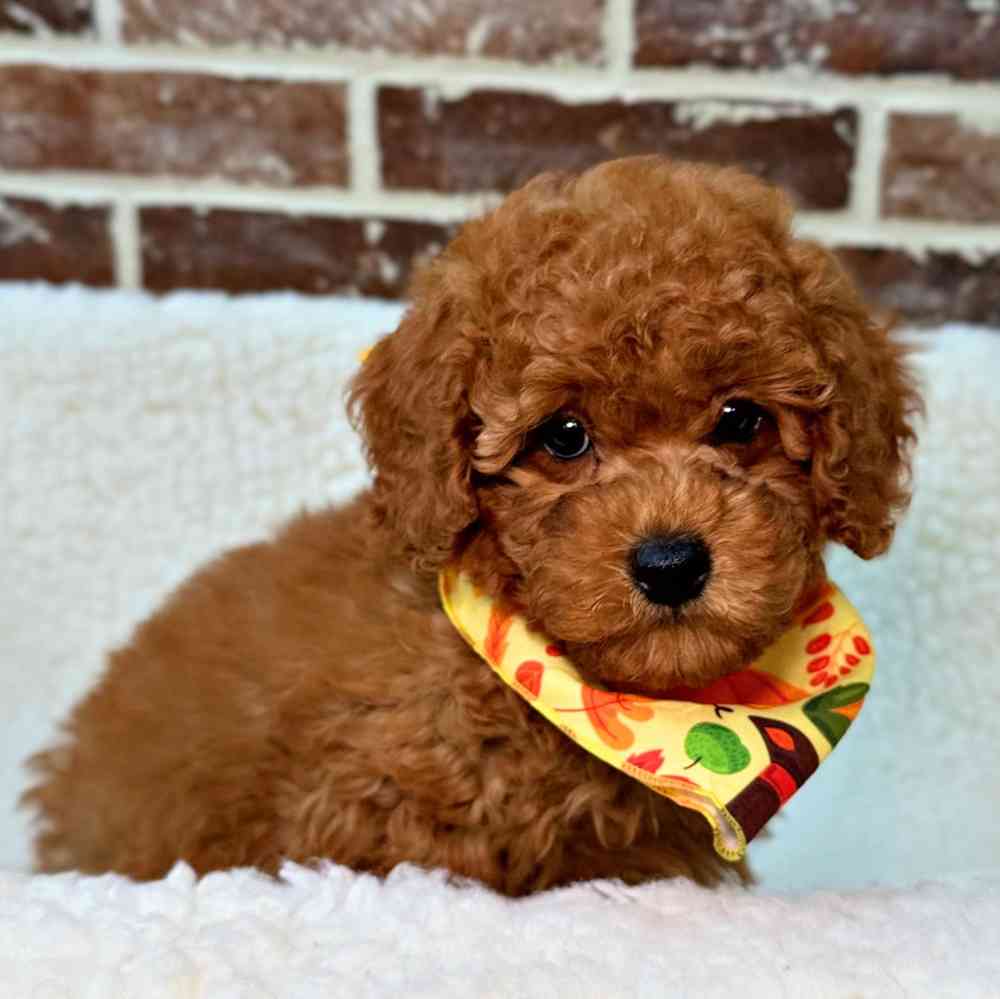 Male Mini Labradoodle 2Nd Gen puppy for sale at Shake A Paw Union.