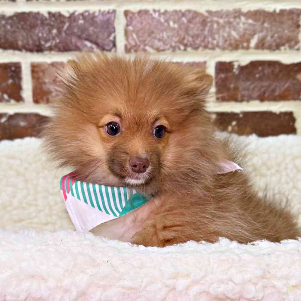 Male Pomeranian puppy for sale at Shake A Paw Union.