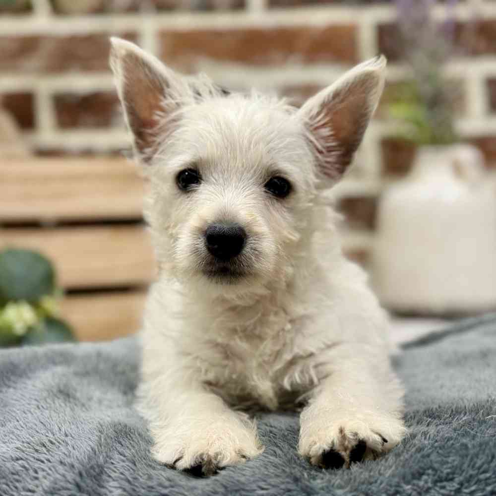 Male West Highland White Terrier puppy for sale at Shake A Paw Union.