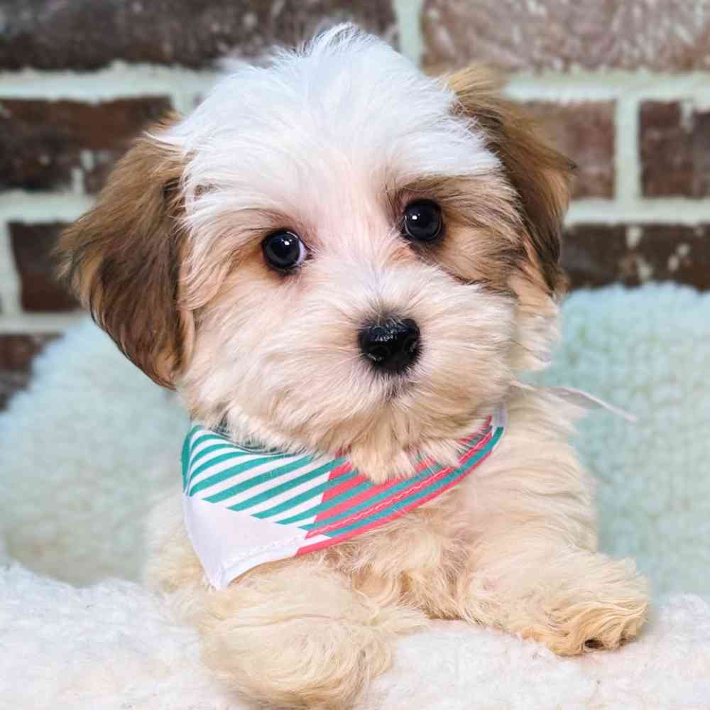 Male Havanese puppy for sale at Shake A Paw Union.