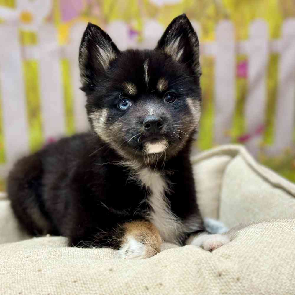 Female Pomsky puppy for sale at Shake A Paw Union.