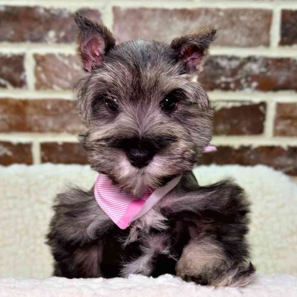 Female Mini Schnauzer puppy for sale at Shake A Paw Union.