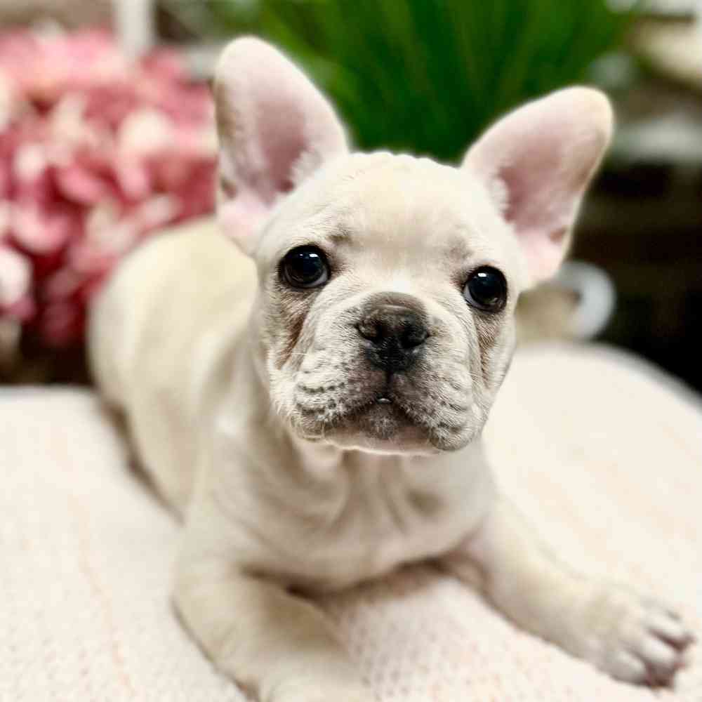 Male French Bulldog puppy for sale at Shake A Paw Green Brook.