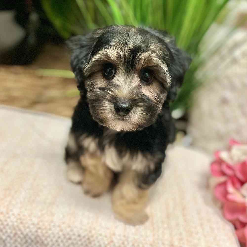 Female Yorkie / Bichon puppy for sale at Shake A Paw Green Brook.