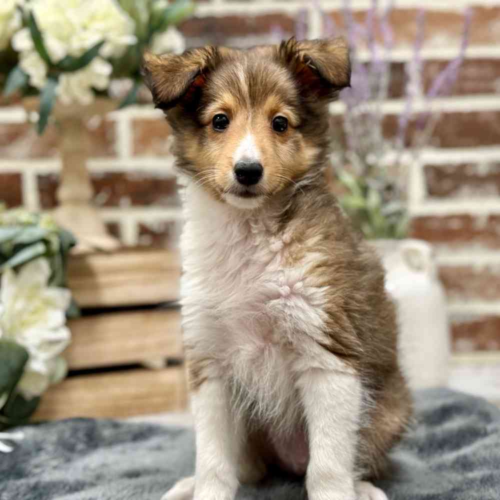 Male Shetland Sheepdog puppy for sale at Shake A Paw Union.
