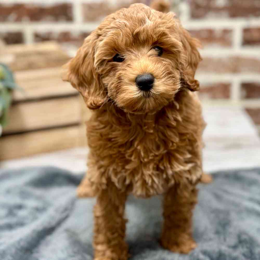 Female Mini Irishdoodle 2Nd Gen puppy for sale at Shake A Paw Union.