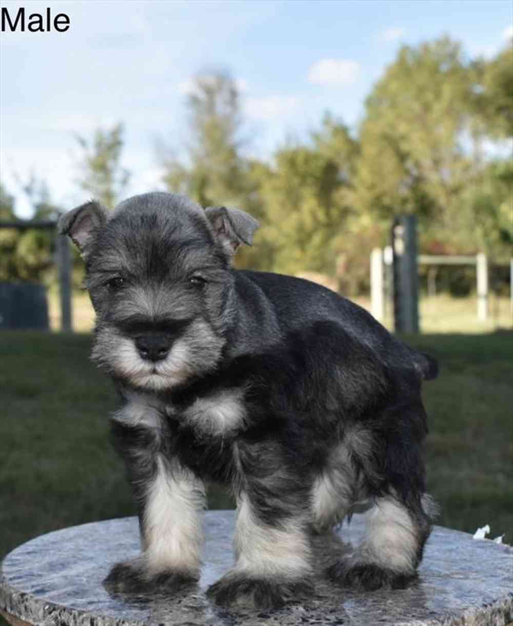 Male Mini Schnauzer puppy for sale at Shake A Paw Union.
