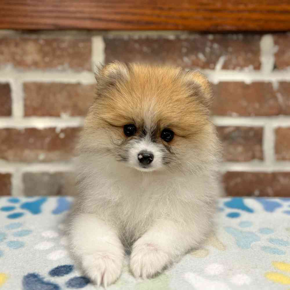 Male Pomeranian puppy for sale at Shake A Paw Green Brook.