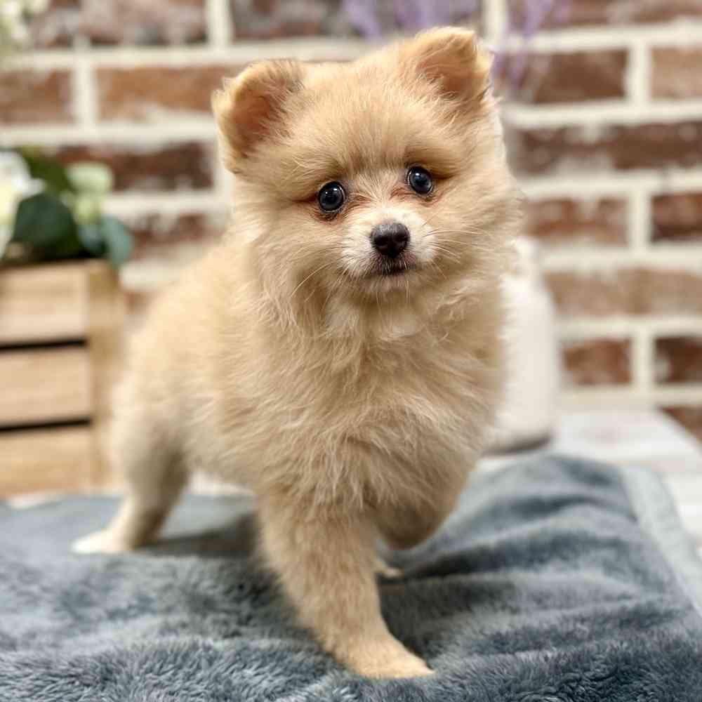 Female Pomeranian puppy for sale at Shake A Paw Union.