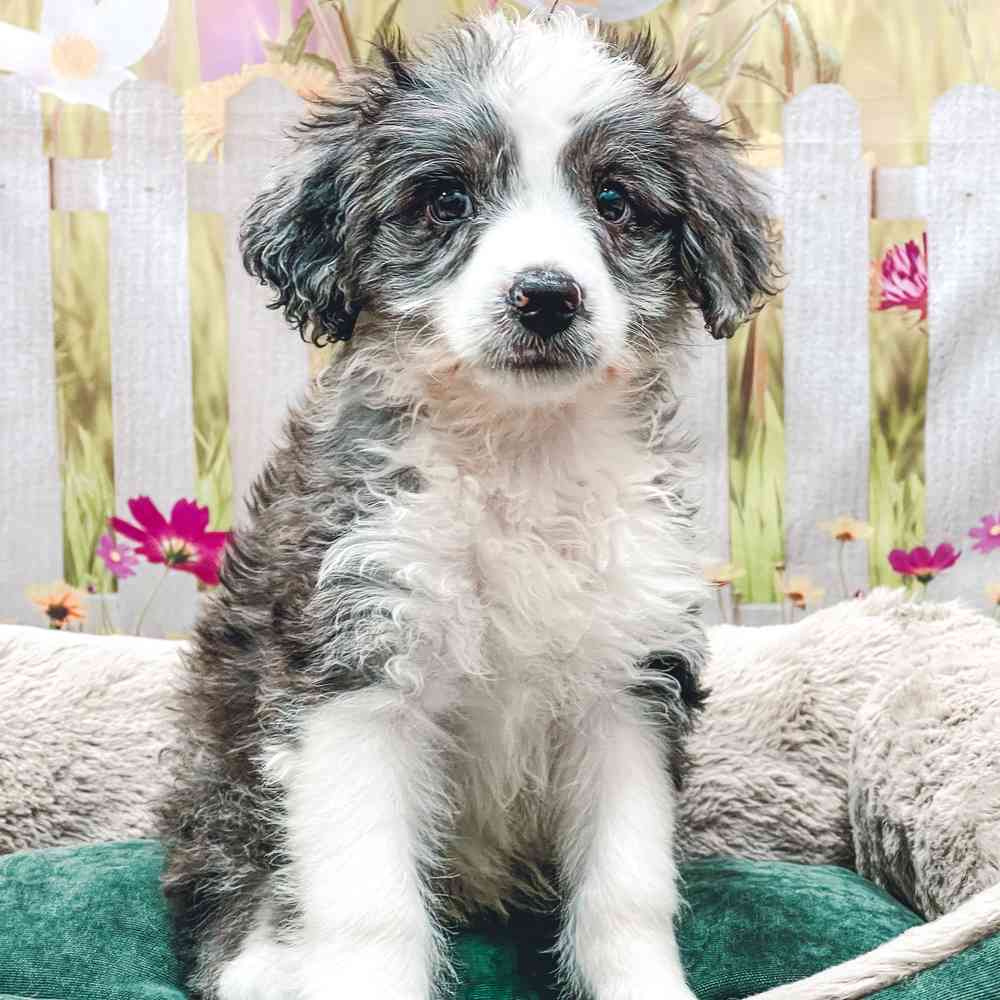 Female Mini Aussiedoodle puppy for sale at Shake A Paw Union.