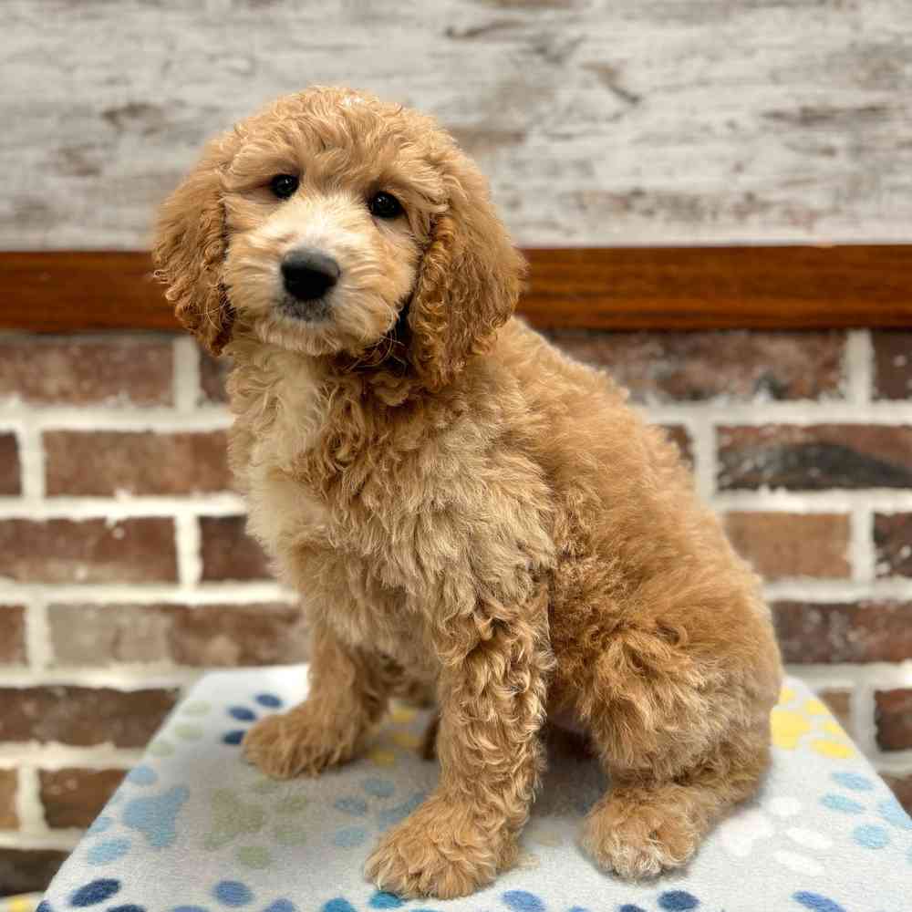 Female Mini Goldendoodle puppy for sale at Shake A Paw Green Brook.