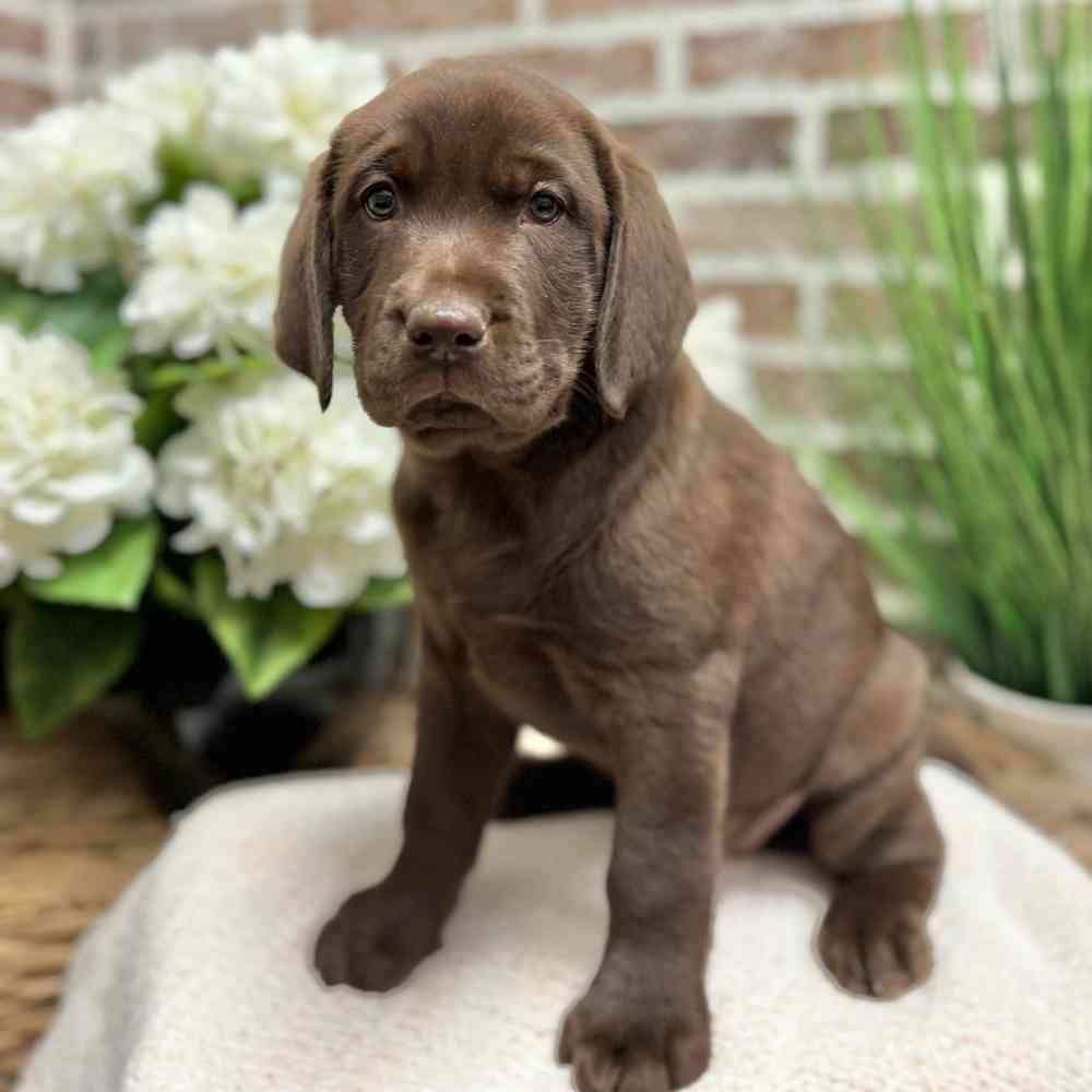 Female Labrador Retriever puppy for sale at Shake A Paw Green Brook.