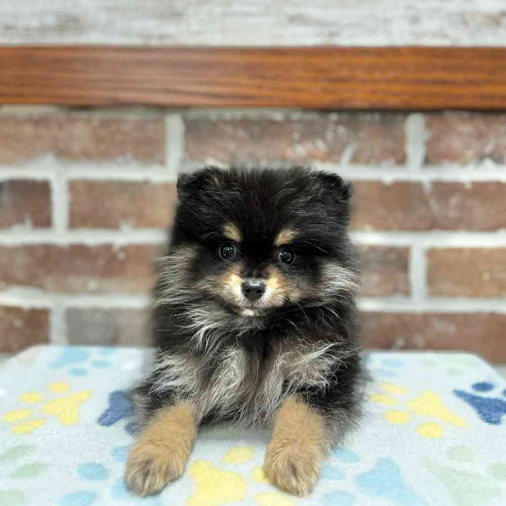 Male Pomeranian puppy for sale at Shake A Paw Green Brook.