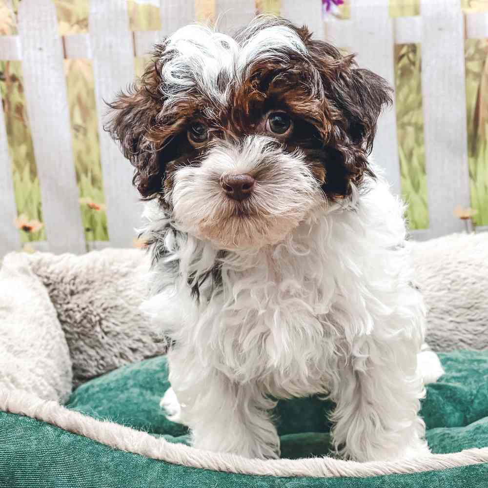 Male Havanese / Poodle puppy for sale at Shake A Paw Union.