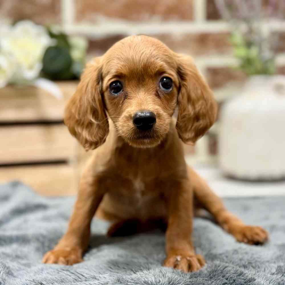 Female Cavapoo puppy for sale at Shake A Paw Union.