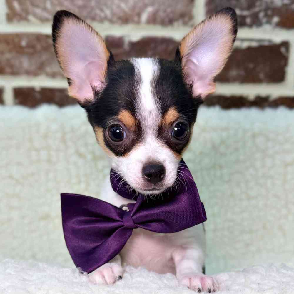 Male Chihuahua puppy for sale at Shake A Paw Union.