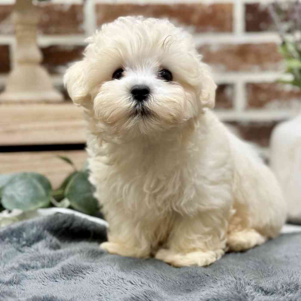 Male Maltese puppy for sale at Shake A Paw Union.