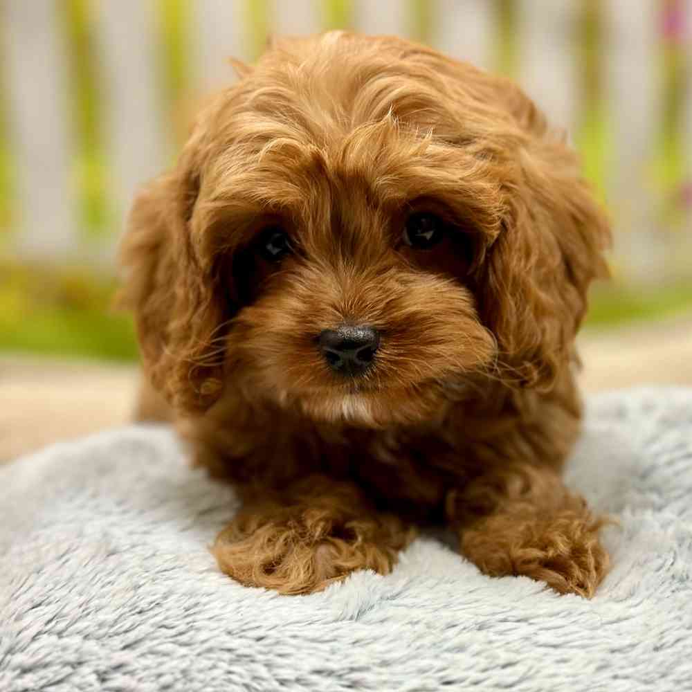 Male Cavapoo puppy for sale at Shake A Paw Union.