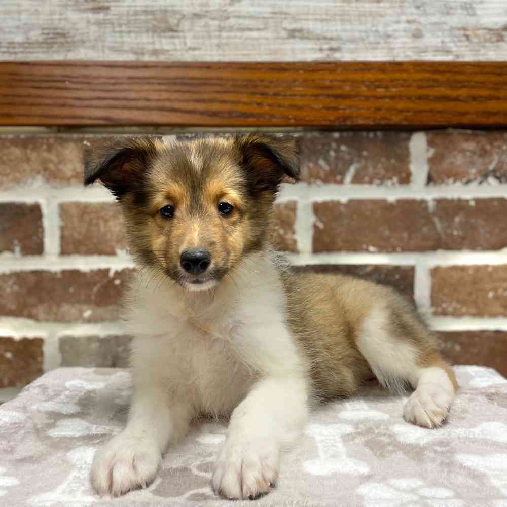 Female Shetland Sheepdog puppy for sale at Shake A Paw Green Brook.