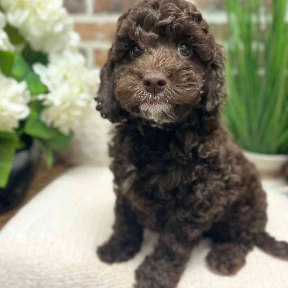 Male Mini Labradoodle 2Nd Gen puppy for sale at Shake A Paw Green Brook.