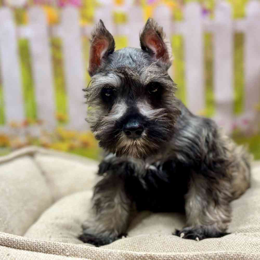 Male Mini Schnauzer puppy for sale at Shake A Paw Union.