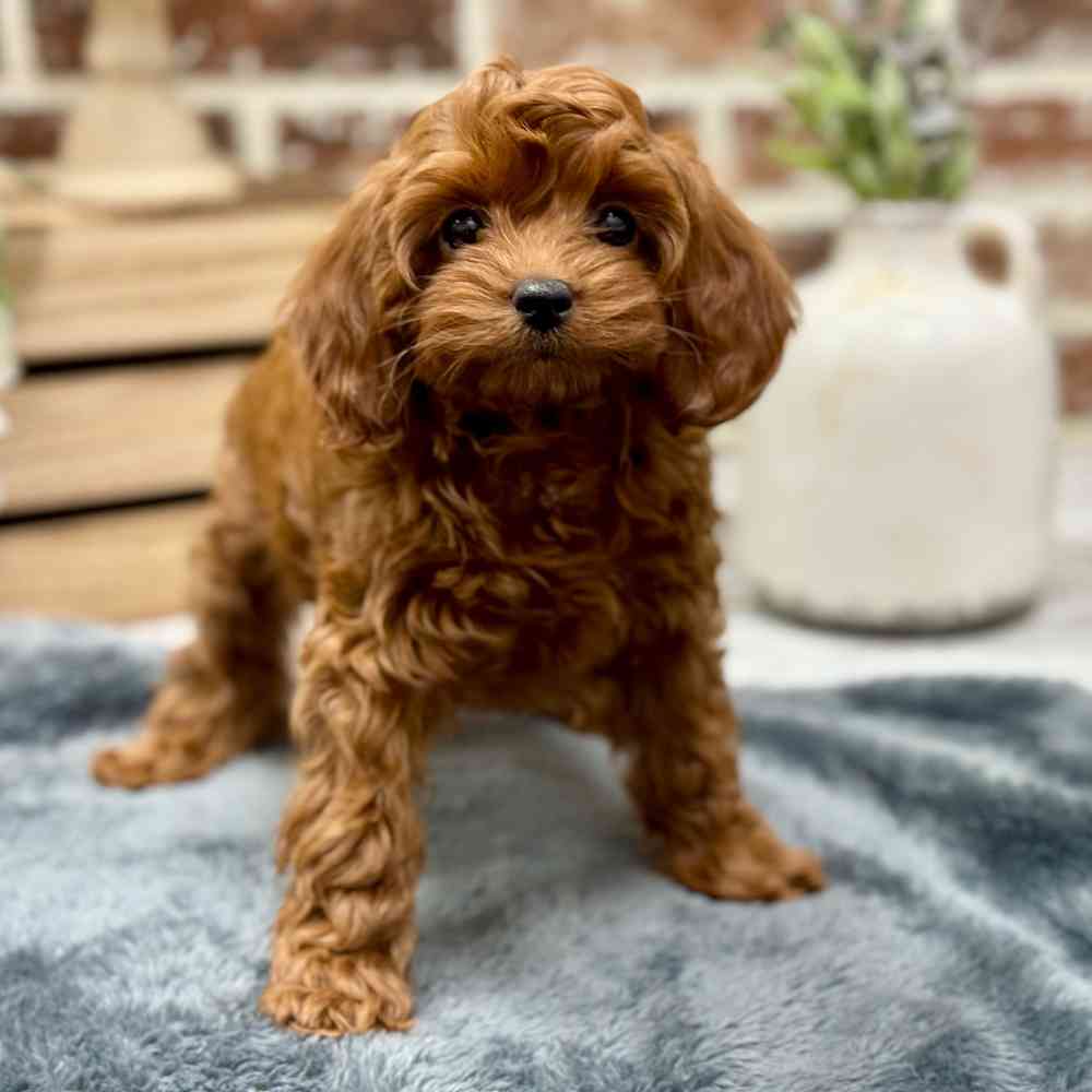 Female Cockapoo 2Nd Gen puppy for sale at Shake A Paw Union.