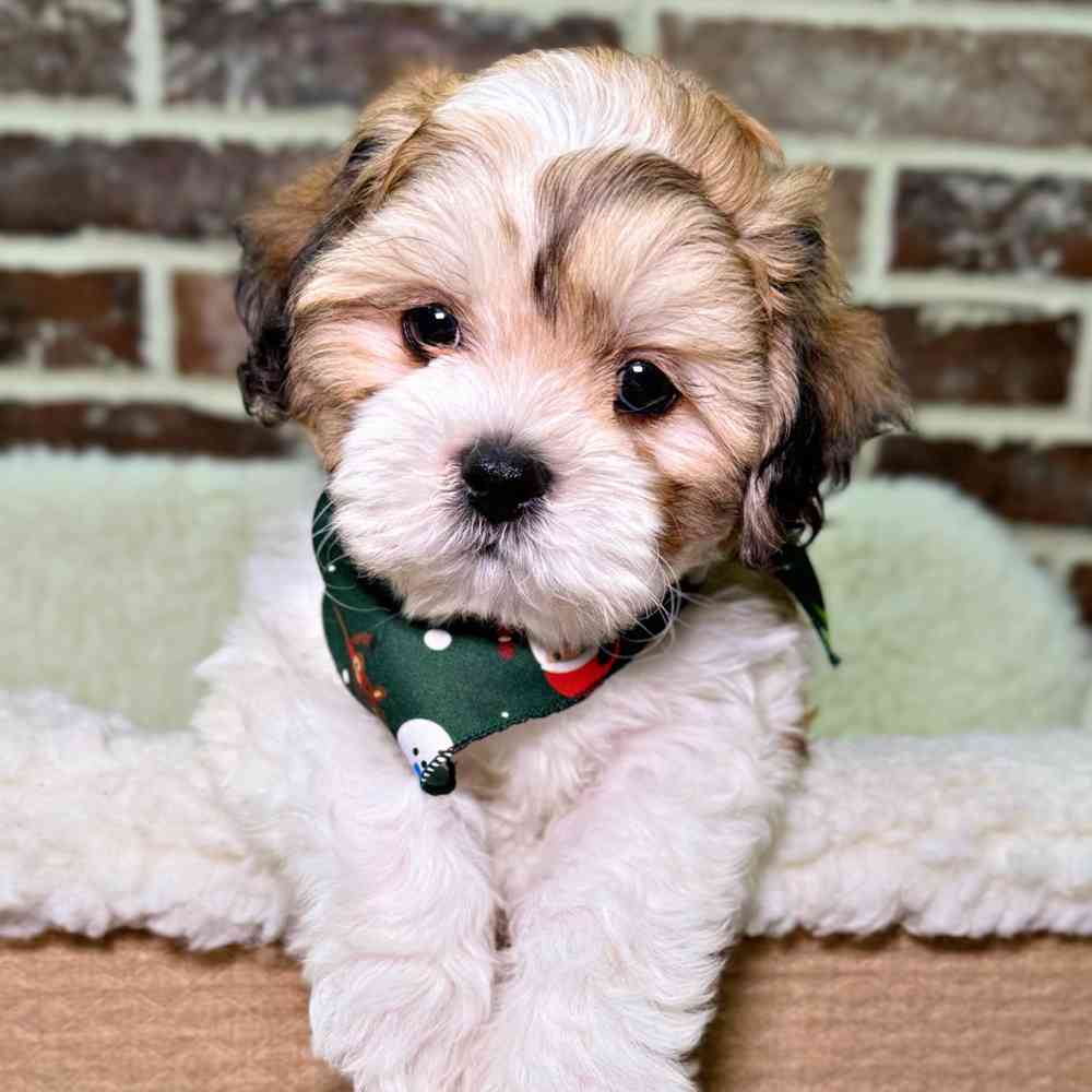 Male Shih Tzu / Bichon puppy for sale at Shake A Paw Union.