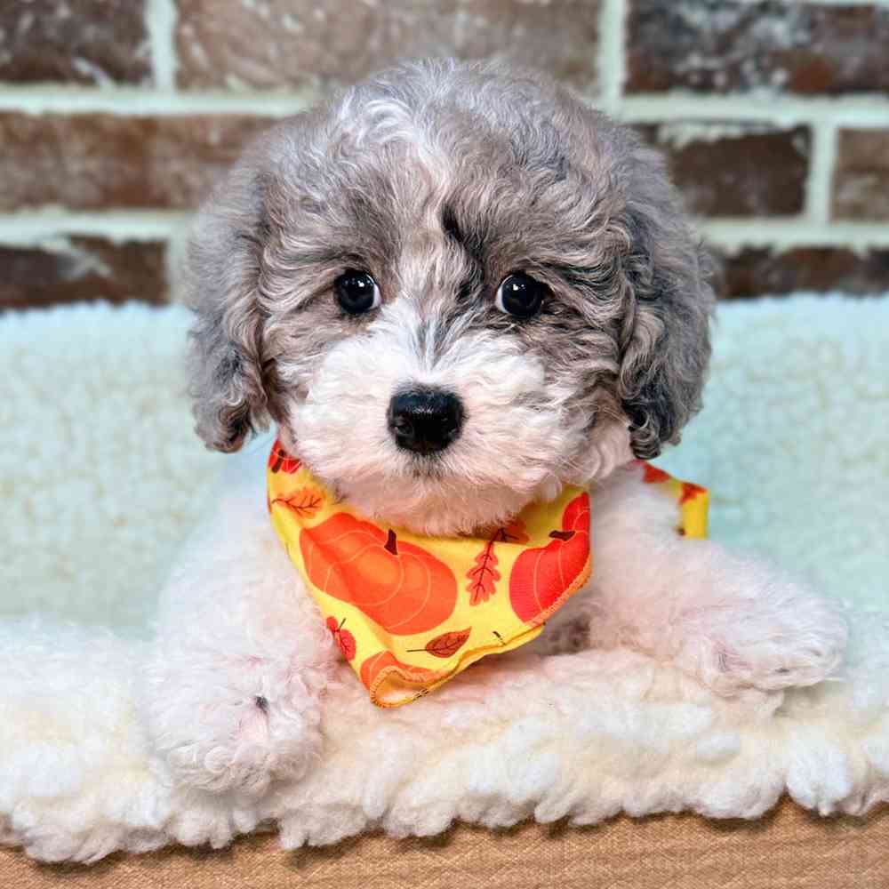 Female Poodle puppy for sale at Shake A Paw Union.
