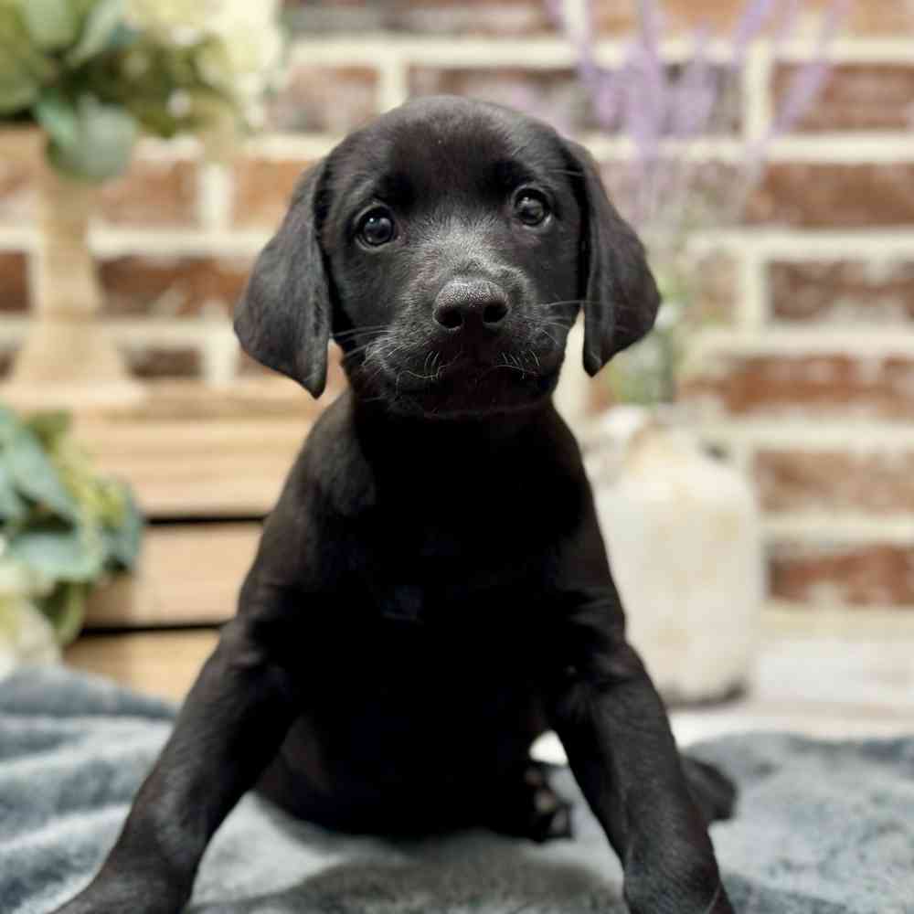 Male Labrador Retriever puppy for sale at Shake A Paw Union.