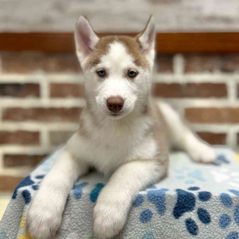 Male Siberian Husky puppy for sale at Shake A Paw Green Brook.