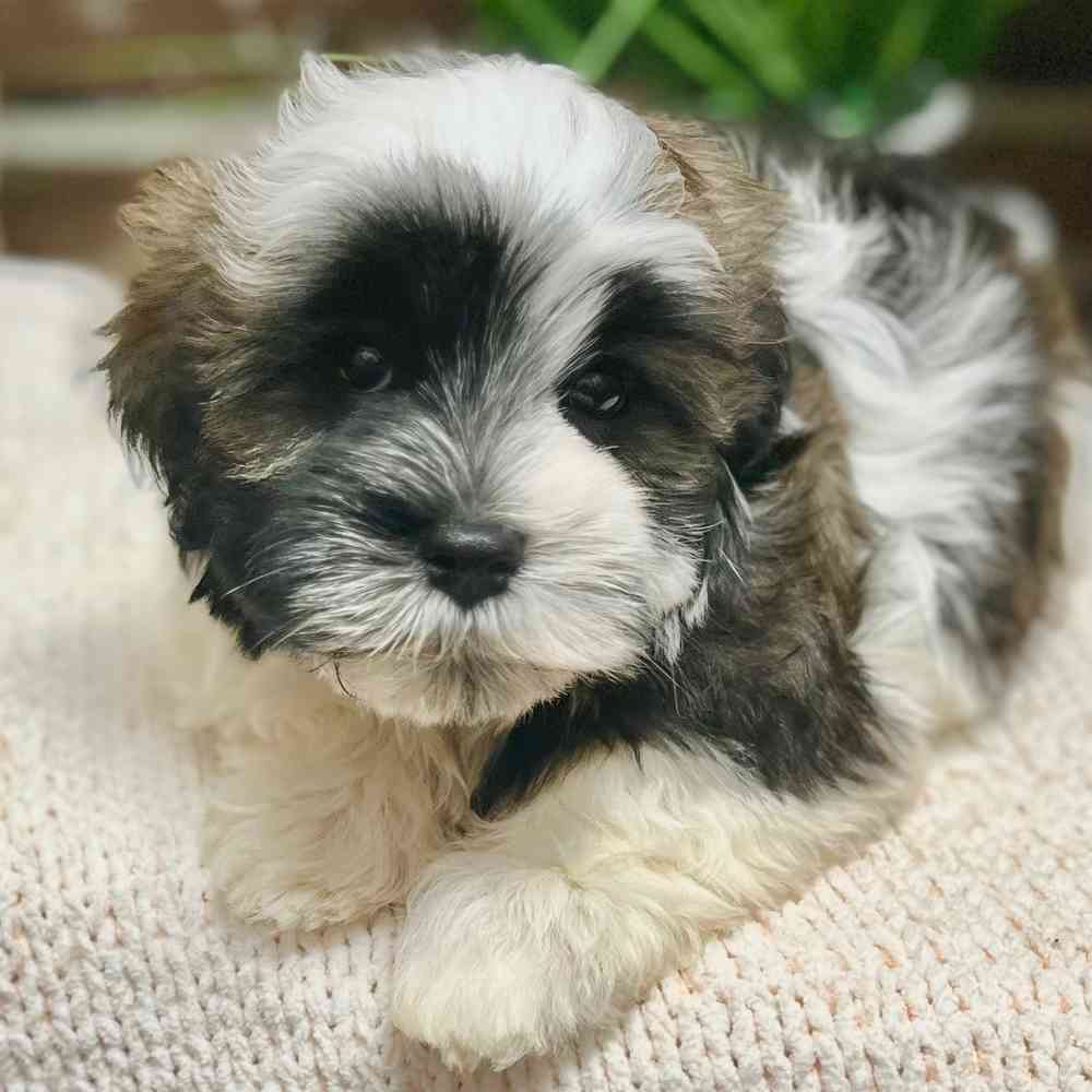 Male Havanese puppy for sale at Shake A Paw Green Brook.