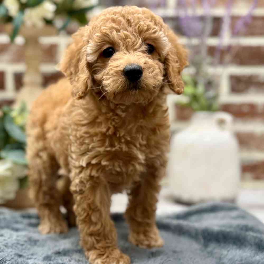 Female Cockapoo 2Nd Gen puppy for sale at Shake A Paw Union.