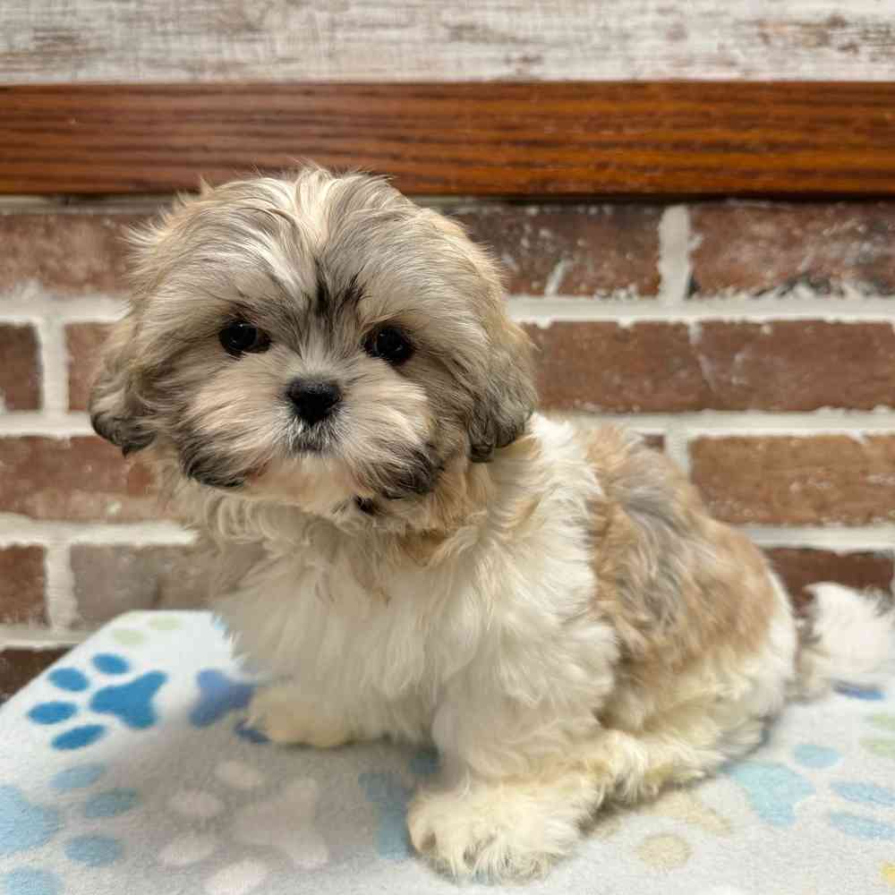 Female Shih Tzu puppy for sale at Shake A Paw Green Brook.