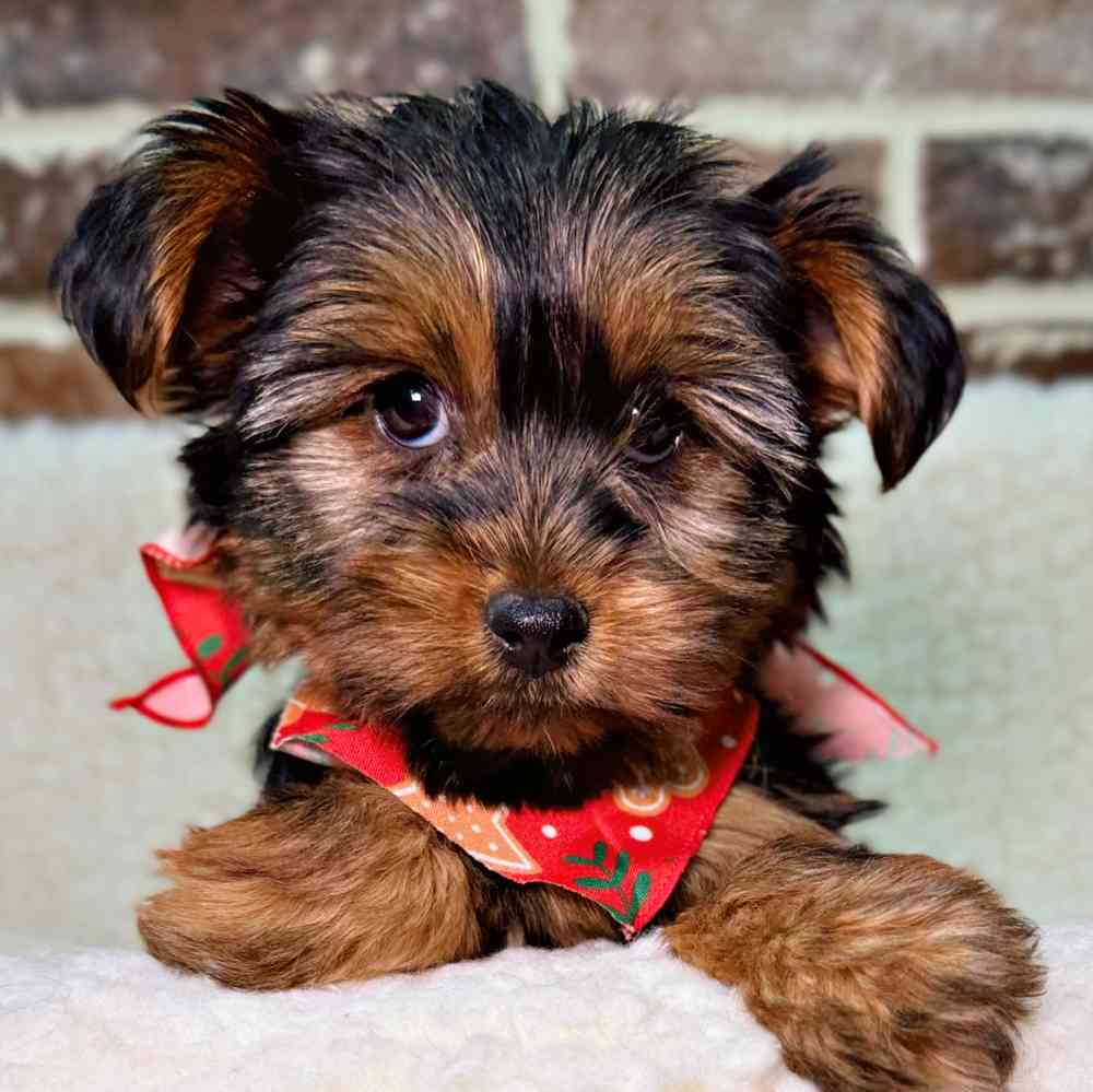 Female Yorkshire Terrier puppy for sale at Shake A Paw Union.