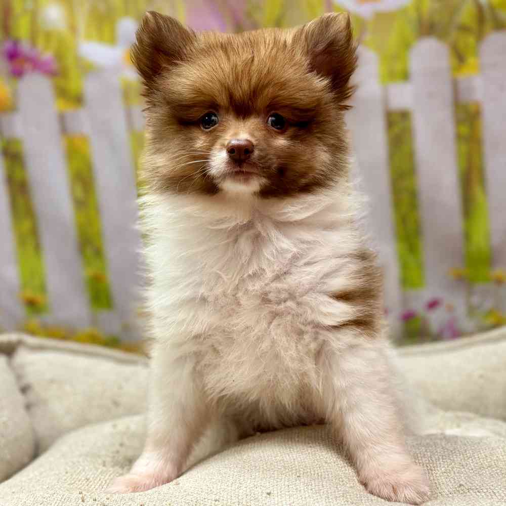 Female Pomeranian puppy for sale at Shake A Paw Union.