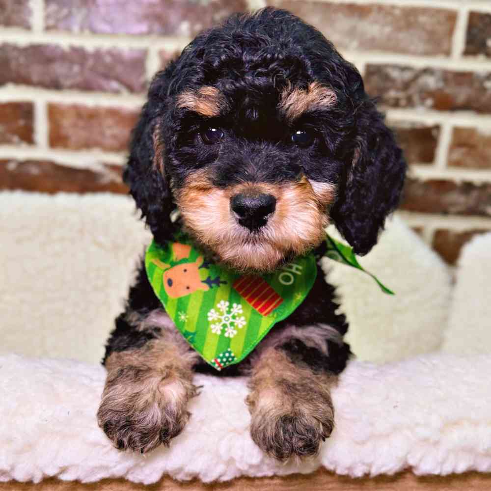 Female Mini Bernedoodle 2Nd Gen puppy for sale at Shake A Paw Union.