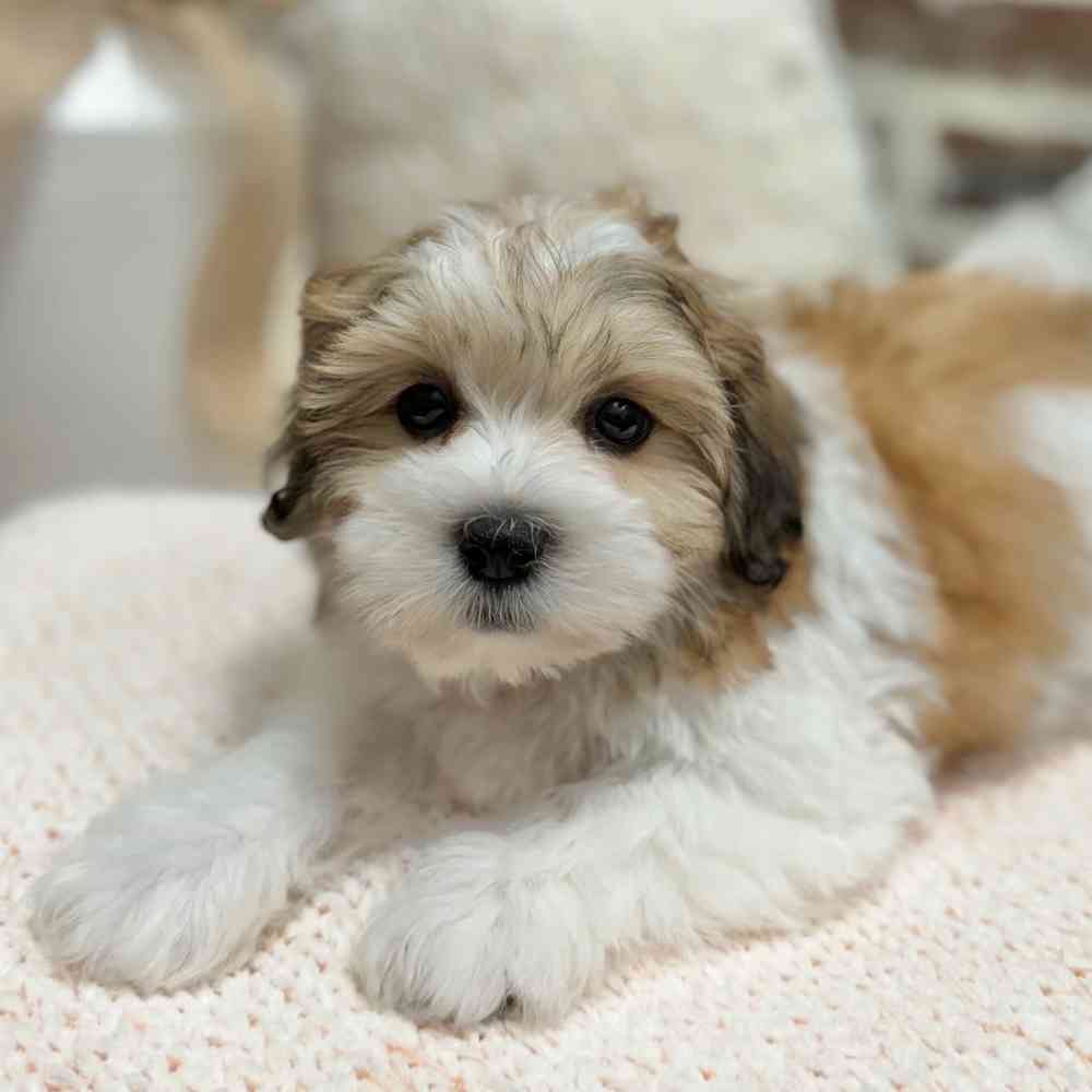 Male Shih Tzu / Bichon puppy for sale at Shake A Paw Green Brook.