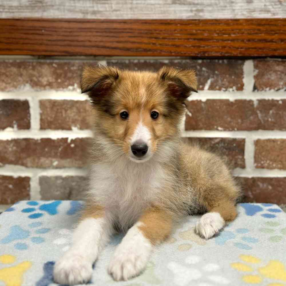 Female Shetland Sheepdog puppy for sale at Shake A Paw Green Brook.