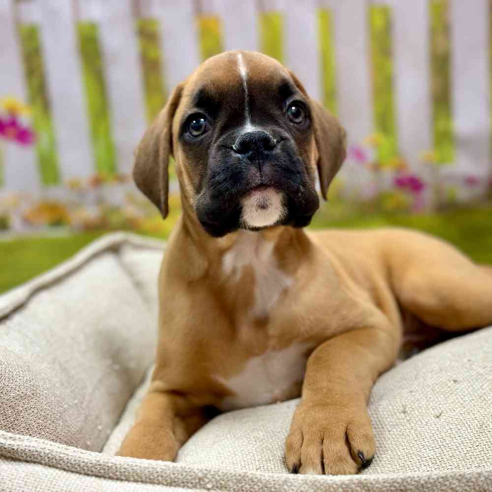 Male Boxer puppy for sale at Shake A Paw Union.