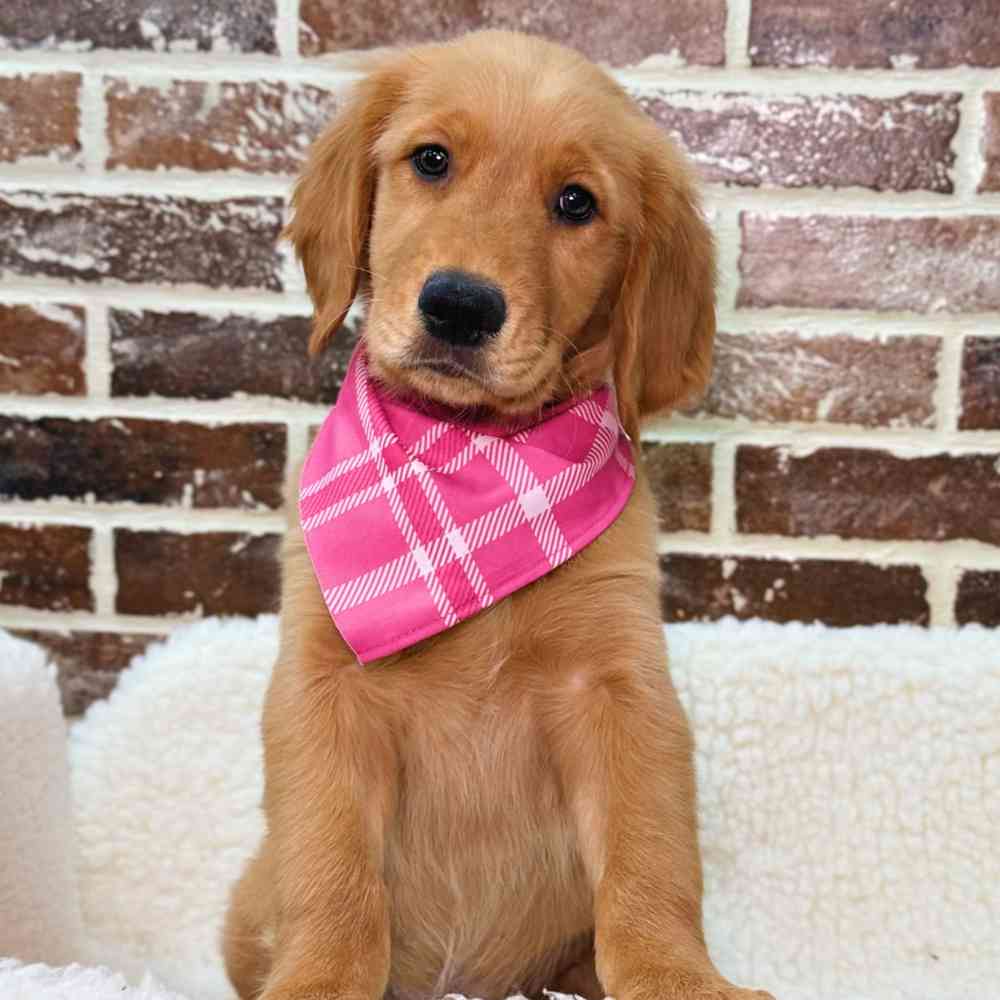 Female Golden Retriever puppy for sale at Shake A Paw Union.