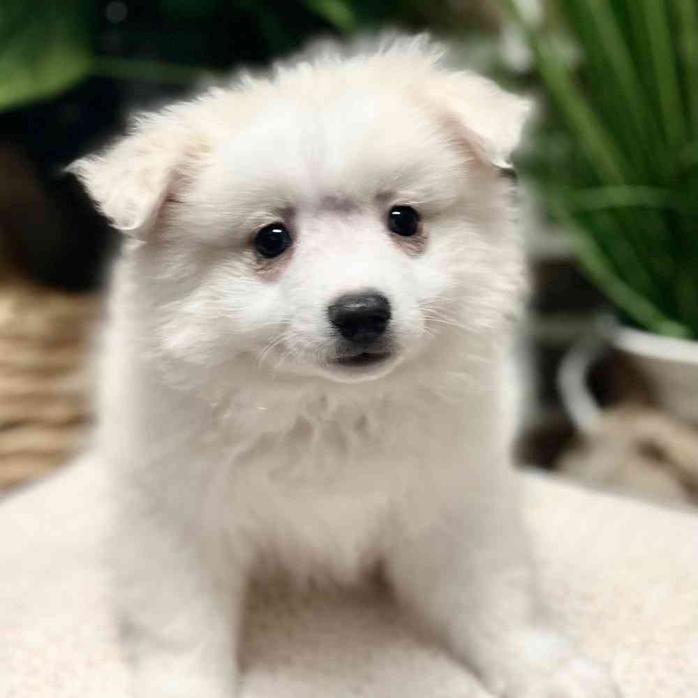 Male American Eskimo puppy for sale at Shake A Paw Green Brook.