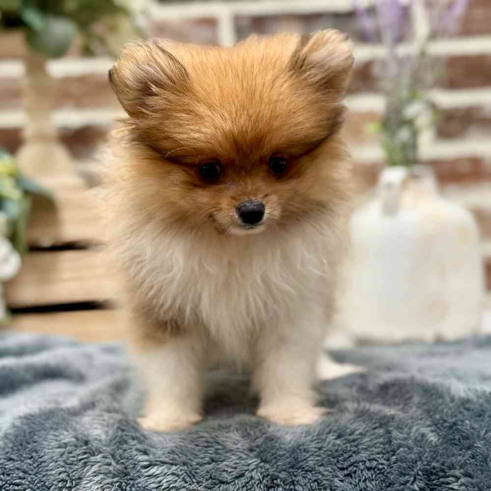 Male Pomeranian puppy for sale at Shake A Paw Union.