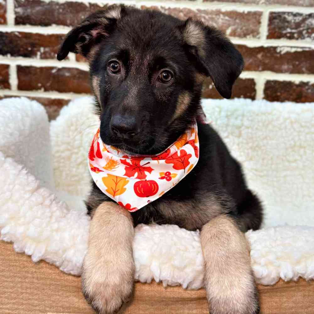 Male German Shepherd puppy for sale at Shake A Paw Union.
