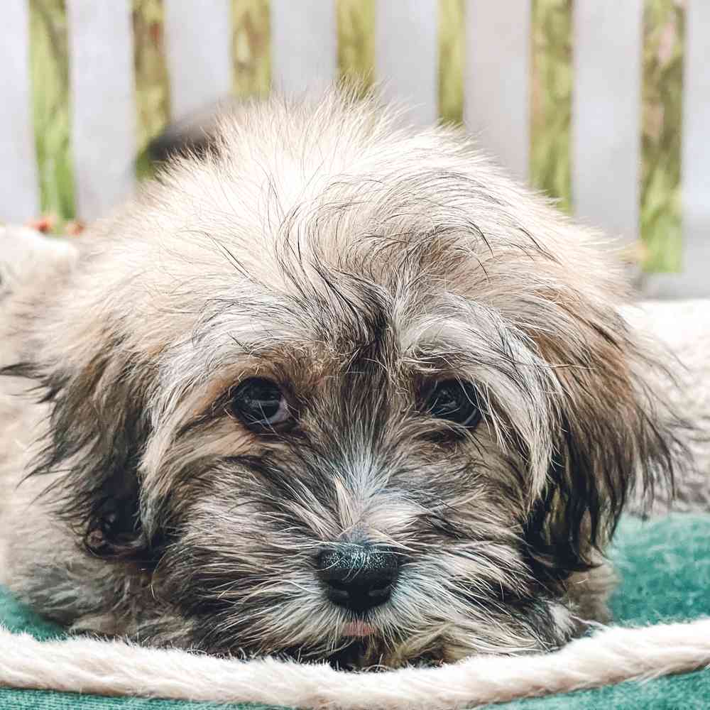 Male Havanese puppy for sale at Shake A Paw Union.