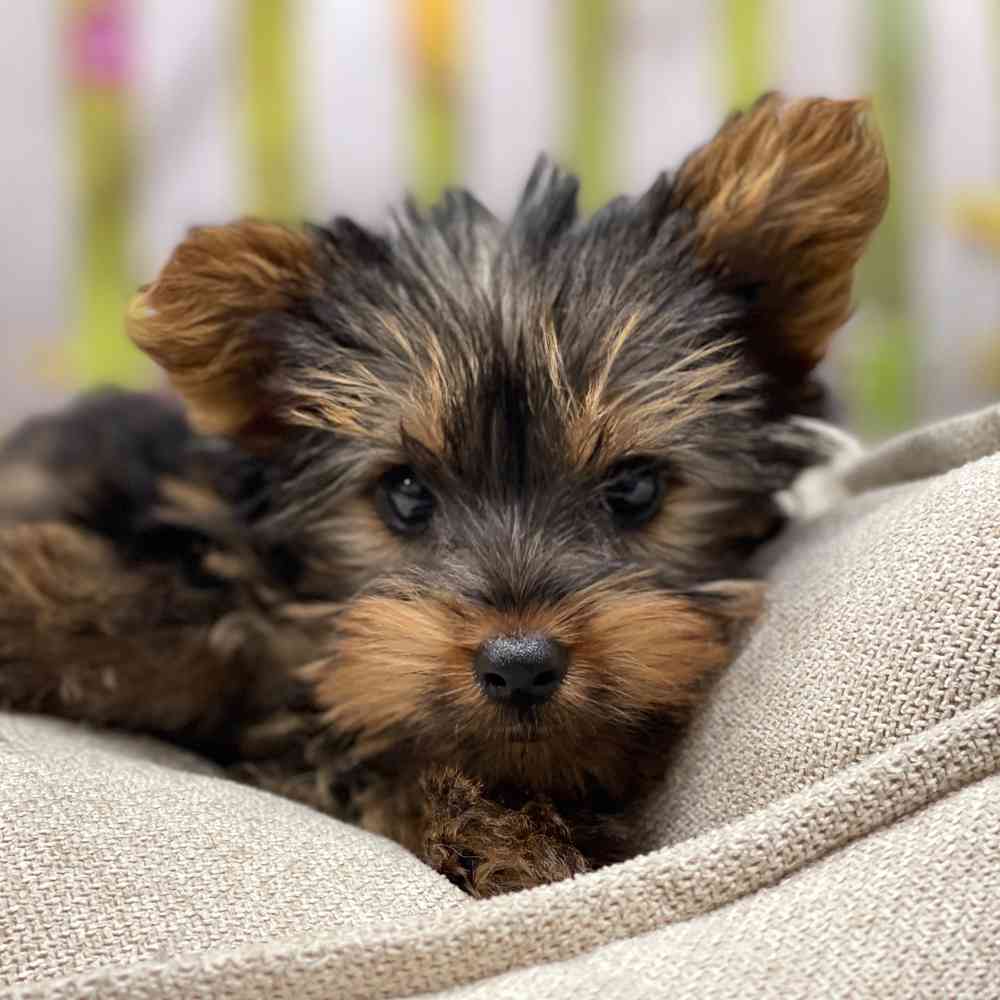 Male Yorkshire Terrier puppy for sale at Shake A Paw Union.