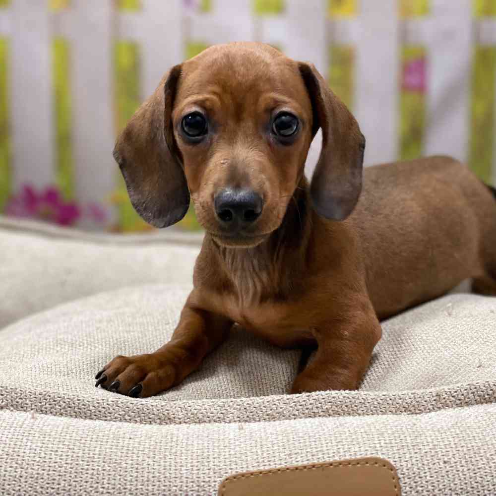 Male Dachshund puppy for sale at Shake A Paw Union.
